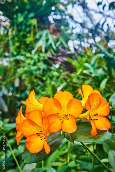 Fototapeta Vibrant orange flowers close up with hint of yellow in petals and green plants in background