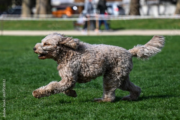 Fototapeta running labradoodle in the park