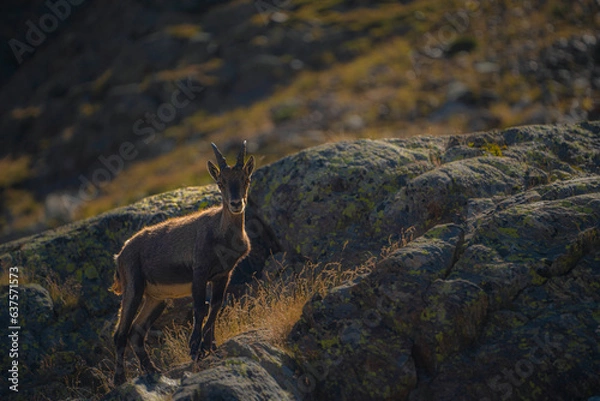 Fototapeta Mountain goat