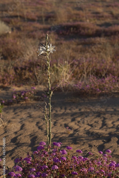 Fototapeta Desert lily blooming above the Algodones dunes in southern California.