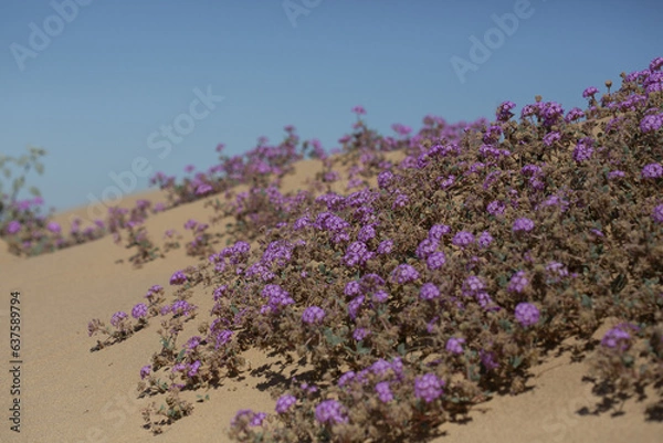 Obraz Sandy dune covered in blooming sand verbena with clear blue sky background, Anza Borrego Desert State Park