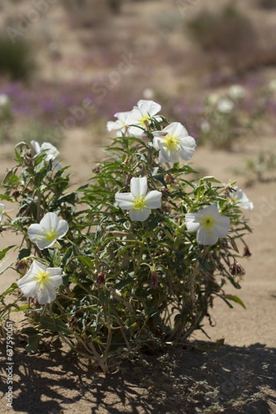 Obraz Large cluster of blooming desert primrose during wildflower bloom at Anza Borrego Desert State Park