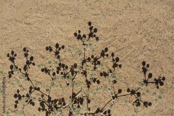 Obraz High-contrast, detailed pattern of small desert plant and shadow against sand