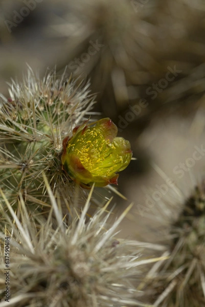 Obraz Yellow flower of a blooming cholla plant in Anza Borrego Desert State Park, close up including cholla spines