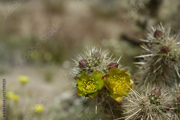 Obraz Yellow flower of a blooming cholla plant in Anza Borrego Desert State Park, close up including cholla spines