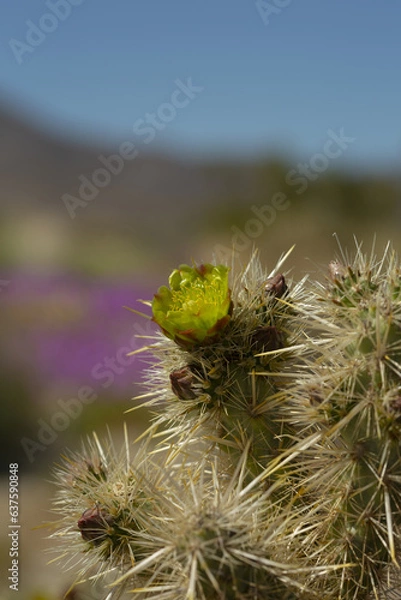 Obraz Yellow flower of a blooming cholla plant in Anza Borrego Desert State Park, close up including cholla spines