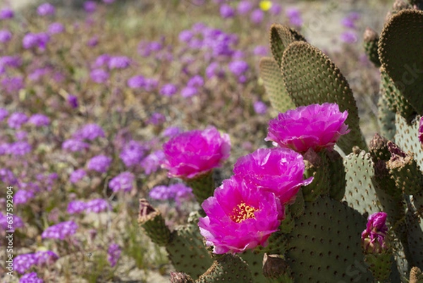 Obraz magenta flowers of a beavertail cactus plant, blooming in the Anza Borrego Desert State Park amid a field of wildflowers
