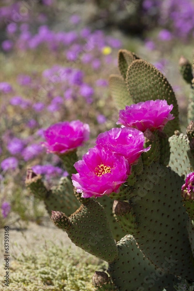 Obraz magenta flowers of a beavertail cactus plant, blooming in the Anza Borrego Desert State Park amid a field of wildflowers