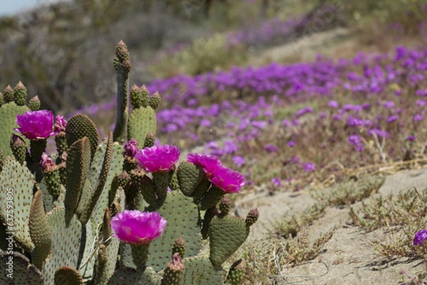 Obraz magenta flowers of a beavertail cactus plant, blooming in the Anza Borrego Desert State Park amid a field of wildflowers