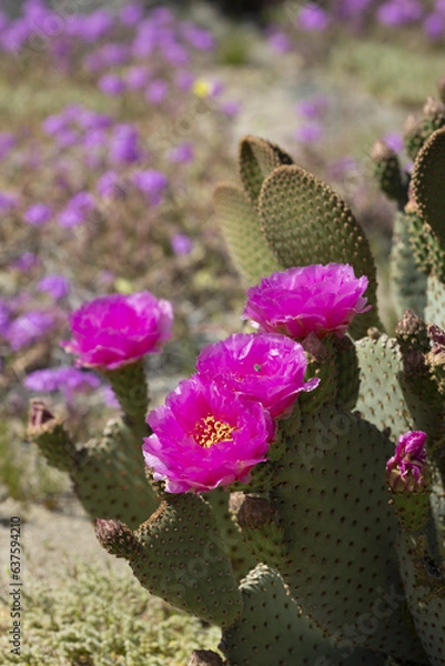 Obraz magenta flowers of a beavertail cactus plant, blooming in the Anza Borrego Desert State Park amid a field of wildflowers