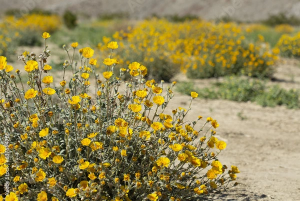 Obraz Field of yellow Desert Sunflowers with mountains in the background, from Anza Borrego Desert State Park. Taken during the 2019 superbloom.