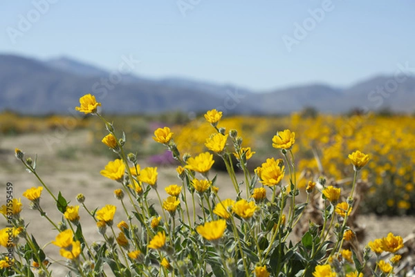 Obraz Field of yellow Desert Sunflowers with mountains in the background, from Anza Borrego Desert State Park. Taken during the 2019 superbloom.