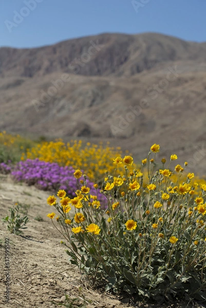 Obraz Field of yellow Desert Sunflowers with mountains in the background, from Anza Borrego Desert State Park. Taken during the 2019 superbloom.