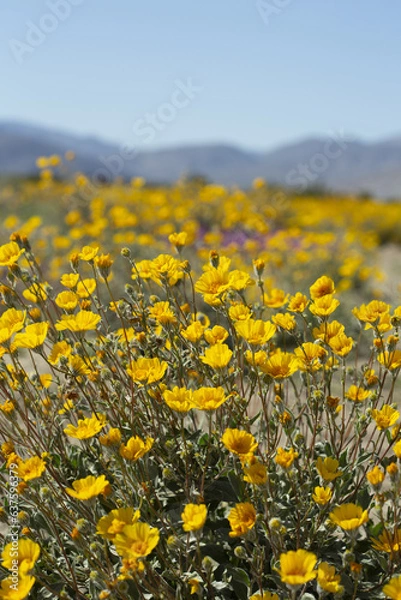Obraz Field of yellow Desert Sunflowers with mountains in the background, from Anza Borrego Desert State Park. Taken during the 2019 superbloom.