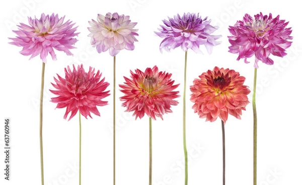Obraz dahlia
