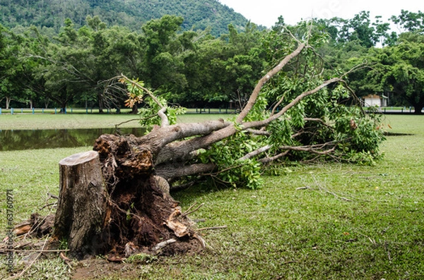 Obraz サイクロン通過後のケアンズ　2014－4－13　Cyclone Ita