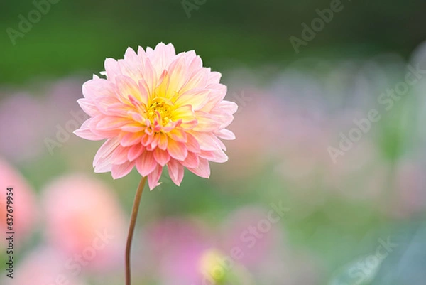 Obraz 淡いピンクと黄色のダリアのアップ1