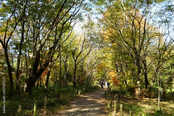 Obraz 【嵐山渓谷】秋の遊歩道の風景／日本埼玉県嵐山町