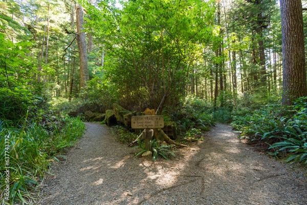 Fototapeta Serene Path Through Olympic National Park's Ozette Triangle Loop