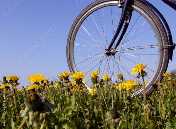 Obraz fahrrad mit löwenzahn