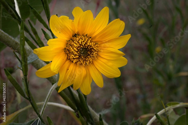 Fototapeta Flower macro