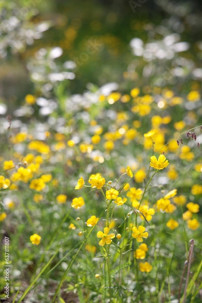 Obraz フィンランドのミヤマキンポウゲ