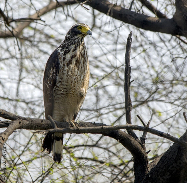 Obraz Crested Serpent Eagle (Spilornis cheela)