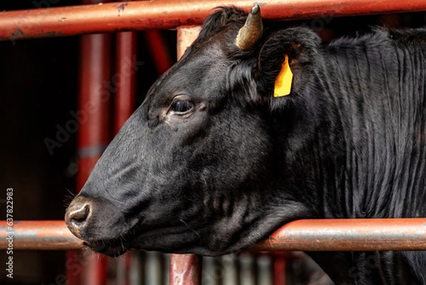 Obraz portrait of a wagyu cow.