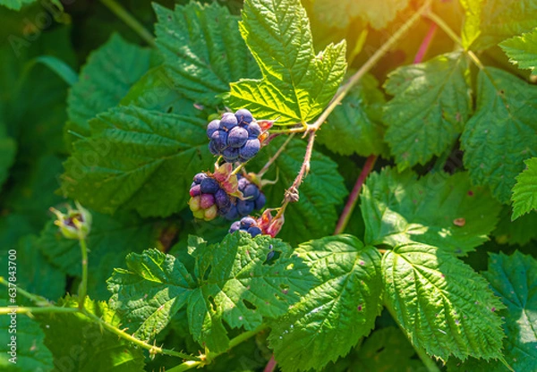Fototapeta Ripe blackberries on bushes in forest