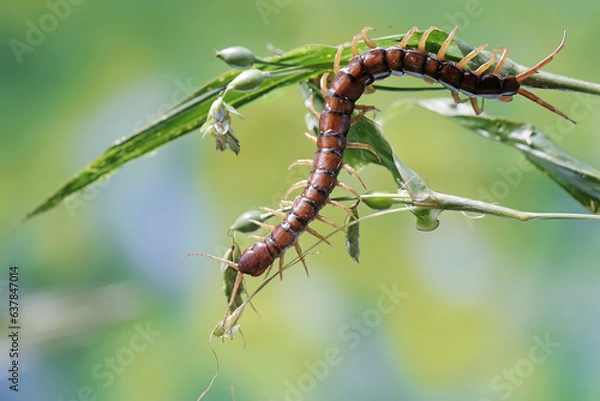Fototapeta A centipede is looking for prey on a bush. This multi-legged animal has the scientific name Scolopendra morsitans.