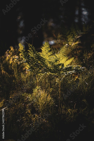 Fototapeta Green fern leaves with a dark background
