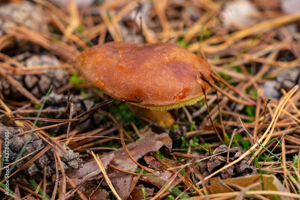 Fototapeta Beautiful mushrooms in the autumn forest, Polish mushroom close-up, autumn, fall