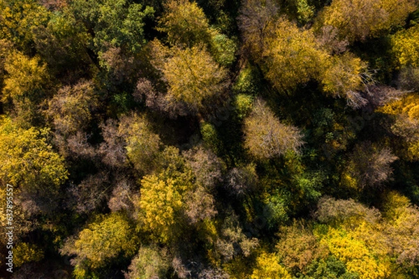 Fototapeta Aerial view of forest canopy in the autumn