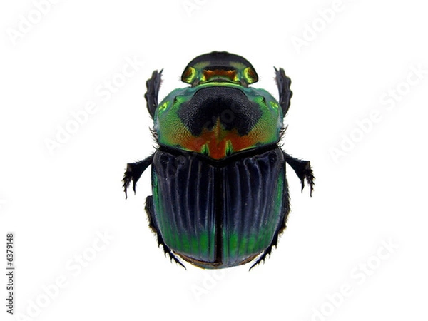 Fototapeta Skarabeusz.
