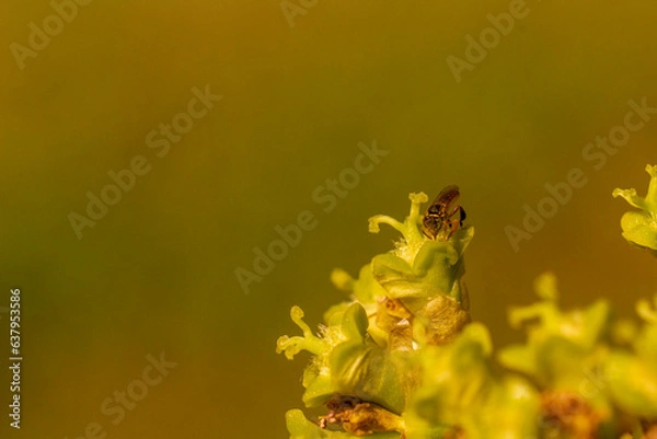 Obraz yellow flower macro