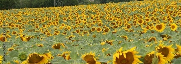 Obraz Tournesols