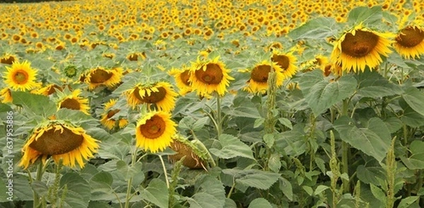 Obraz Tournesols