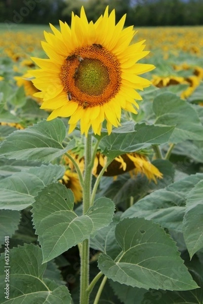 Obraz Tournesols
