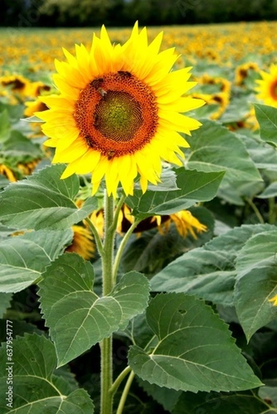Obraz Tournesols