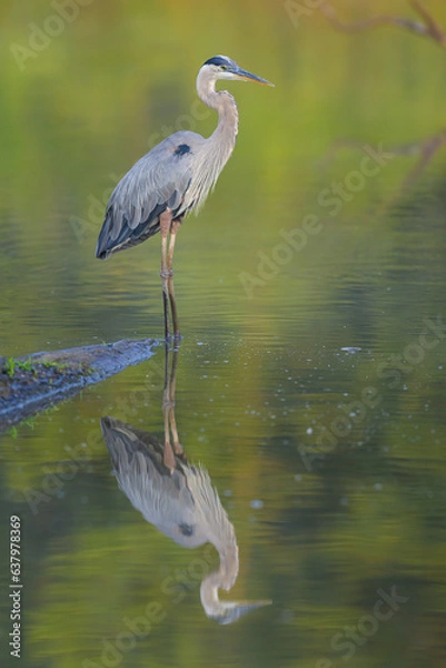 Fototapeta Great Blue Heron and Reflection at huntley meadows