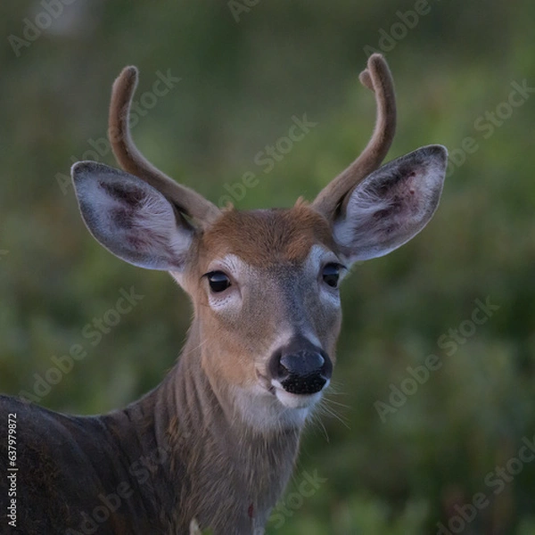 Fototapeta White Tailed Deer Buck in the Blue Light on a Summer Evening at Big Meadows
