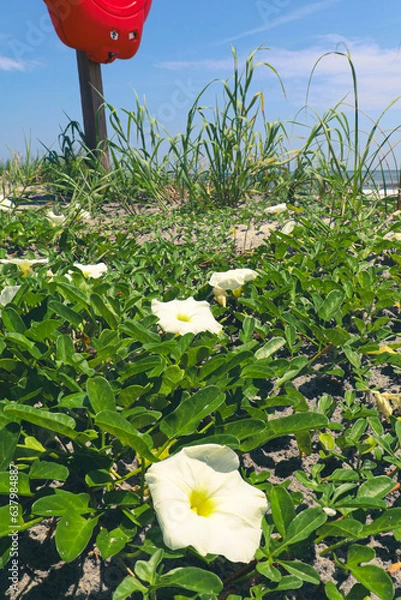 Obraz flowers at the beach
