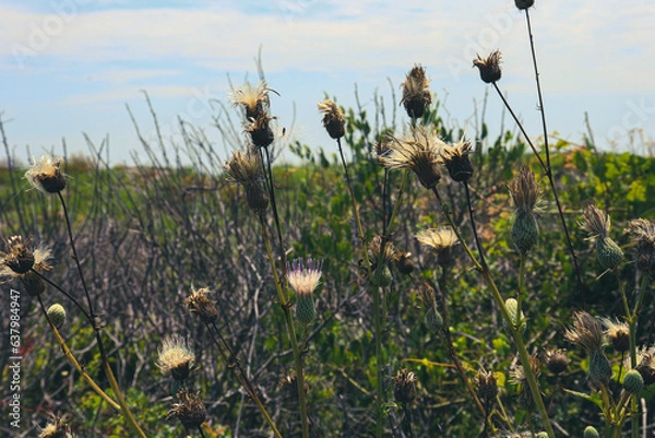 Obraz thistle in the wind