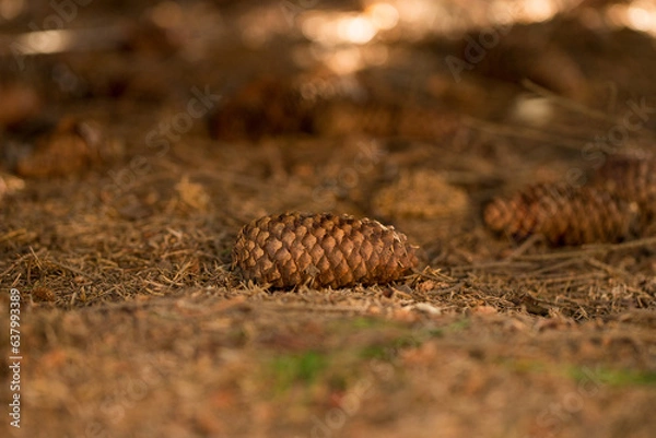 Obraz Pine cone on forest floor close up.