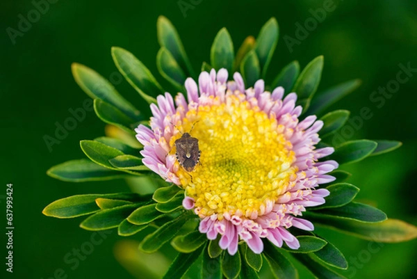 Obraz A small beetle on an aster flower.