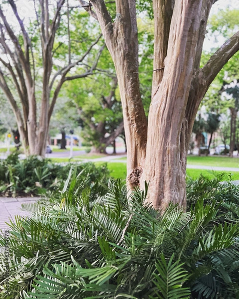 Obraz tree in the park