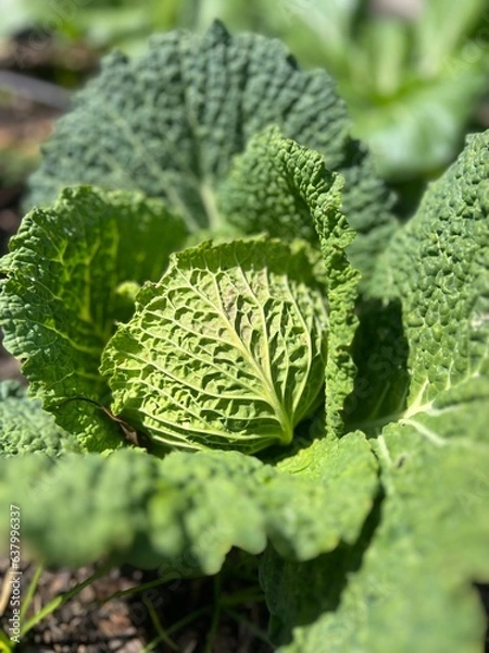Obraz cabbage in the garden