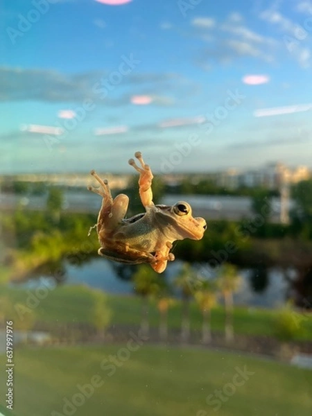 Obraz frog on the window
