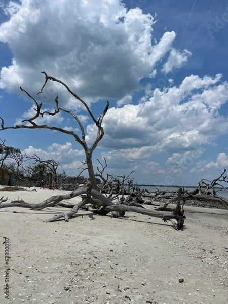 Obraz driftwood beach