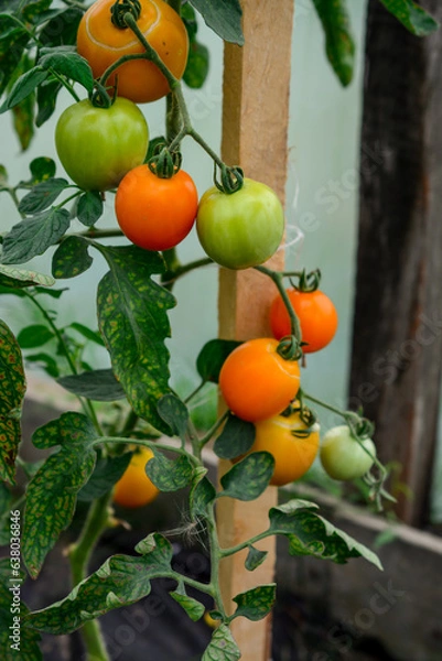 Obraz Ripe red and yellow tomatoes growing on a branch in a greenhouse